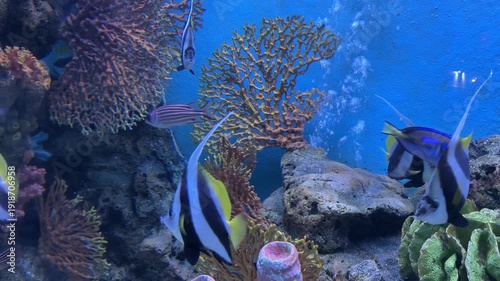 Poor Man's Moorish Idol