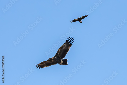 Wedge-tailed Eagle being harassed by an Australian Magpie in the blue sky