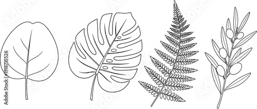 Four distinct botanical line drawings display different leaf shapes including a simple ovate, a monstera, a fern frond,.