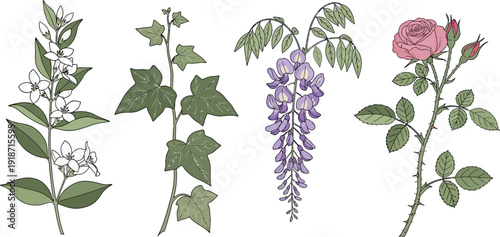 Four distinct botanical specimens are illustrated showing jasmine, ivy, wisteria, and a thorny rose stem.