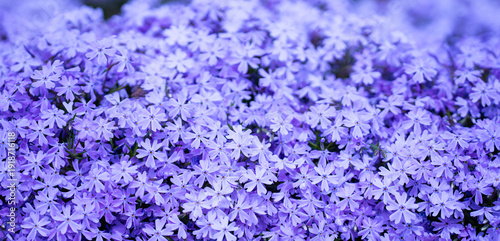 Foto Spring flower carpet covers the garden ground