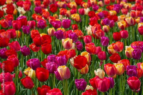 Multicolored tulips in outdoor spring garden. Bright tulips in floral wallpaper background. Natural tulip landscape with spring colors. Floral background with multicolored tulips.