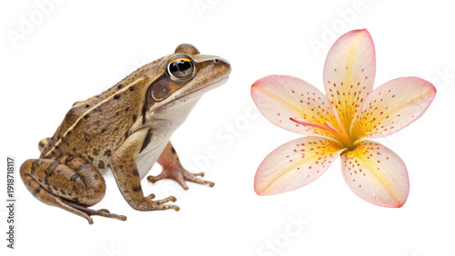 Brown frog sitting next to a white flower isolated on transparent background