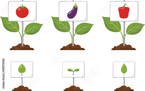 Set of garden plant seedlings with variety markers for tomato eggplant and pepper icons representing organic vegetable farming gardening and agricultural growth.