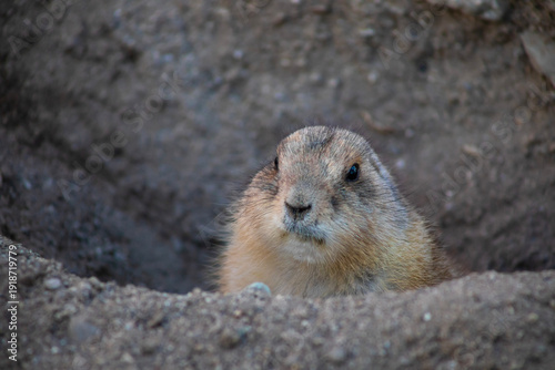 close up of prairie dog in a hole