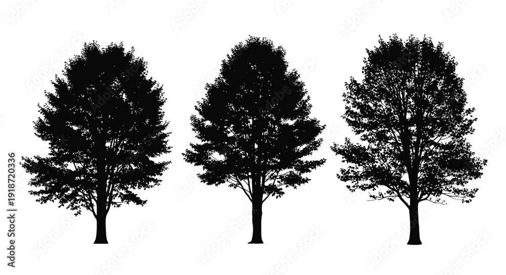 Fototapeta premium Silhouettes of three trees against a stark white background