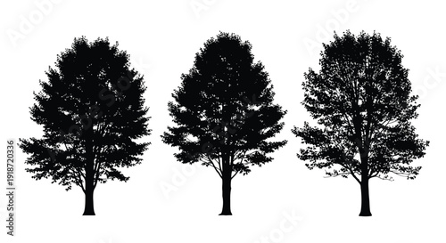 Silhouettes of three trees against a stark white background