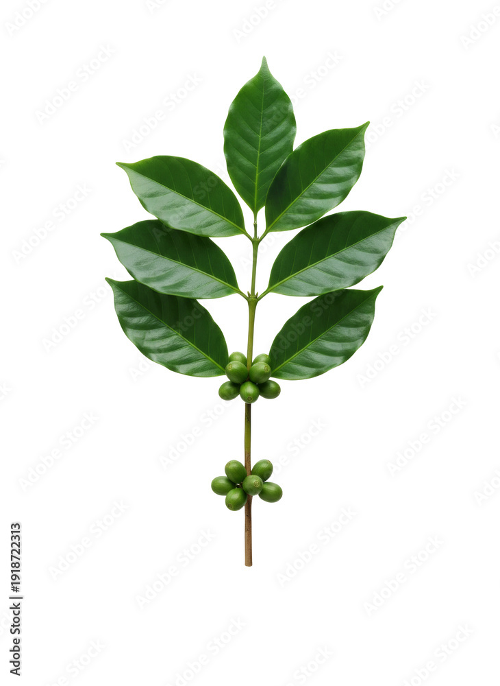 Fototapeta premium Floating Coffee Pods & Leaves, isolated on a transparent background