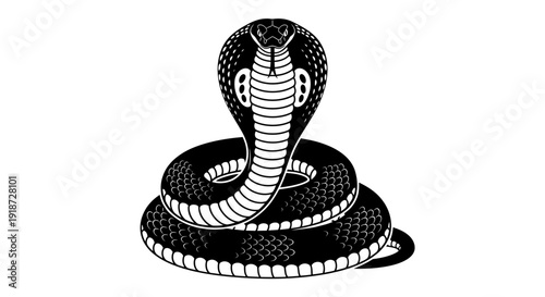 A coiled cobra snake illustration from a front viewpoint on a plain background