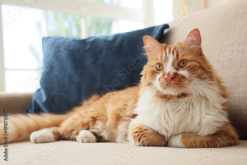 Cute cat with cushion lying...
