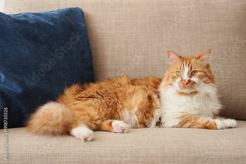 Cute cat with cushion lying...