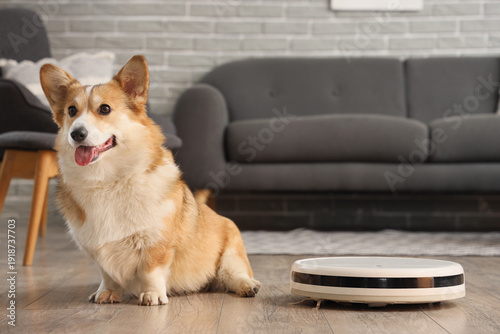 Cute Welsh Corgi dog and ro...