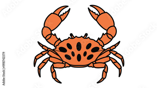 Orange crab with large pincers and small black spots on its shell is shown from a top down perspective in a drawing.