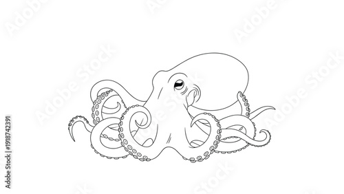 Detailed line art illustration of a large octopus showing its numerous tentacles with small suction cups along the base.