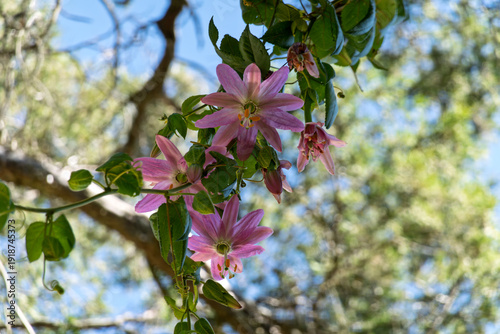 Flowers of Passiflora tarminiana growing on a vine in an Andean region under blue sky