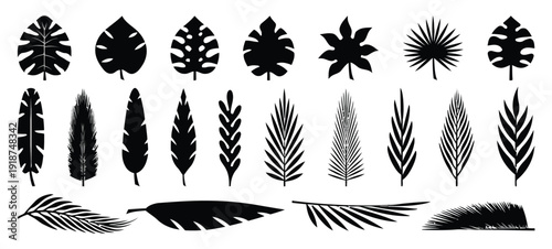 Assortment of tropical palm leaves silhouettes in black and white