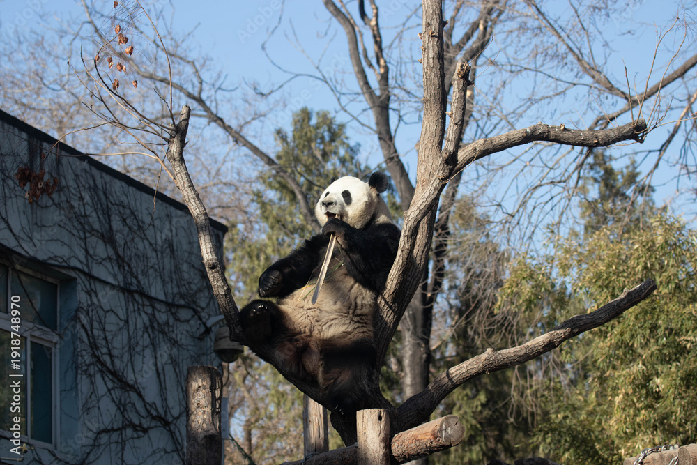 Obraz premium Playful Male Panda, Meng Lan, Action on the Tree , Beijing, China