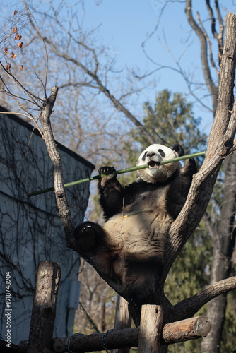 Fotografie Playful Male Panda, Meng Lan, Action on the Tree , Beijing, China