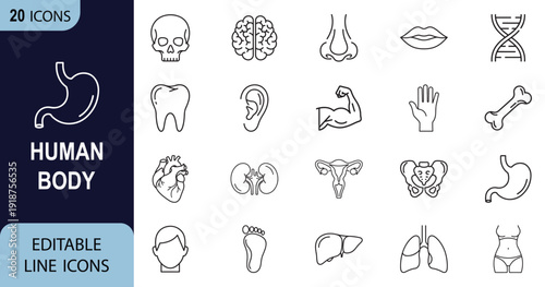 Human Body web line art icon set. Human body, anatomy, organ, brain, heart collection. Vector illustration.
