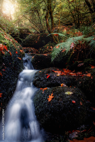wow cascade en forêt 