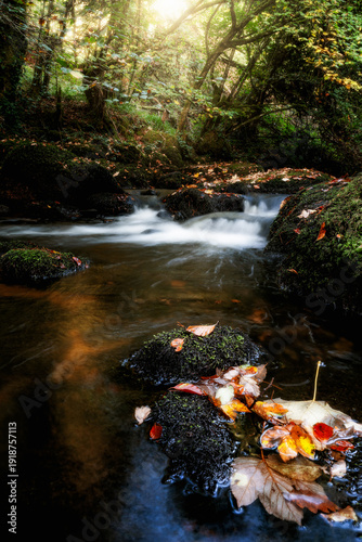 wchutre d'eau en forêt 