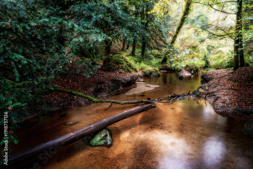 rivière dans la forêt 