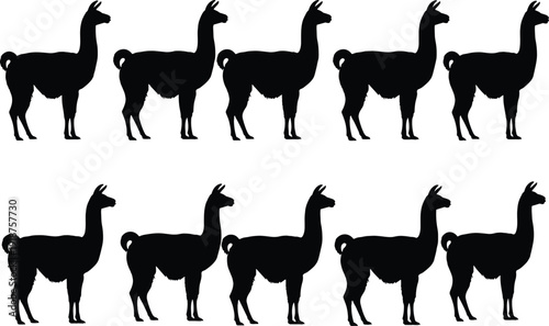 Llama silhouettes set, alpaca farm animal icons collection isolated on white background, black livestock vector illustration design