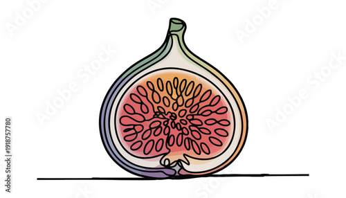 One continuous line illustration of an Figs fruits, isolated on white background.