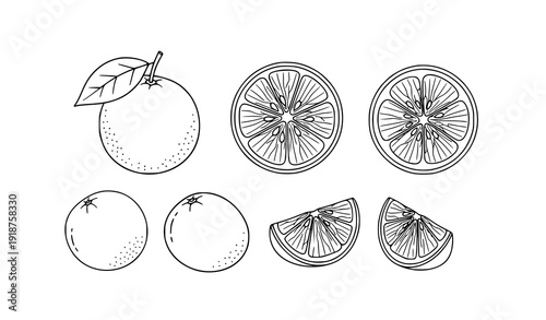 Hand Drawn Orange Fruit Outline Vector Set with Citrus Slices