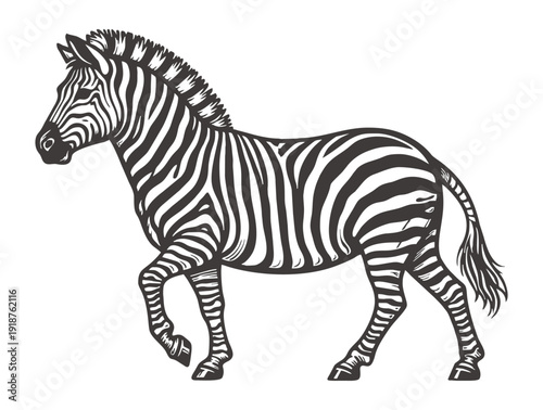 Elegant zebra walking calmly with distinctive black and white stripes.