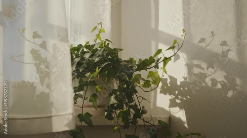 Sunlight streams through window illuminating houseplants on a shelf.