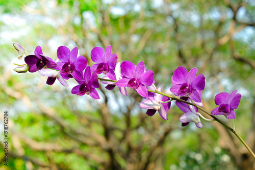Orchidaceae isolated nature background in the park