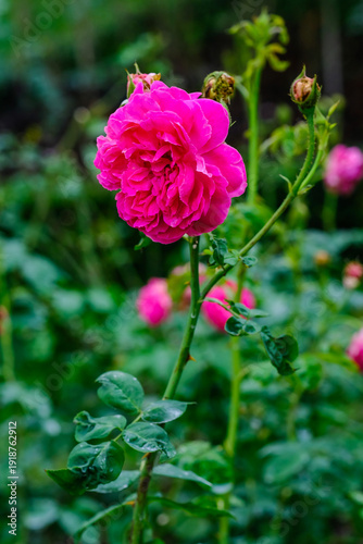 Damask Rose  and leaf in thegarden isolated nature background