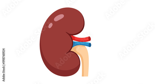 Kidney Vector Illustration, Medical Design, Human Organ, Healthcare Concept, Anatomy