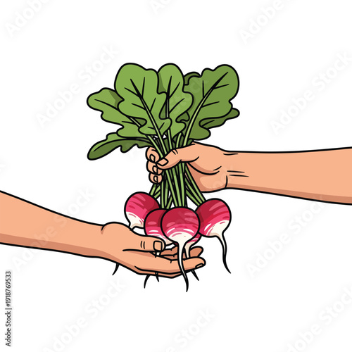 Hands exchanging fresh radishes with green leaves in a simple illustration