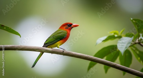Vibrant tropical scarlet bellied mountain tanager perched gracefully upon a sturdy brown tree branch amidst lush soft green jungle foliage background
