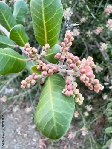 Φωτογραφία A sturdy Lemonadeberry shrub (Rhus integrifolia) growing in the coastal environment of Carlsbad