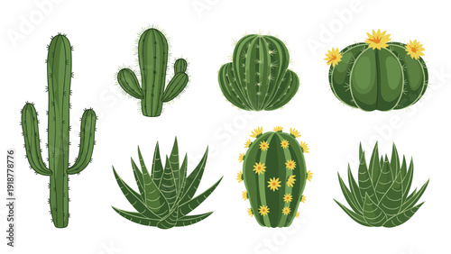 Extensive variety of cactus species and succulents with green bodies and yellow flowers are neatly displayed in two rows on a white background.