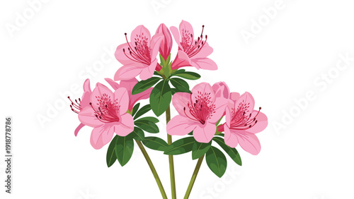 Beautiful cluster of vibrant pink azalea flowers with small green leaves is artistically illustrated against a clean white background for decor.