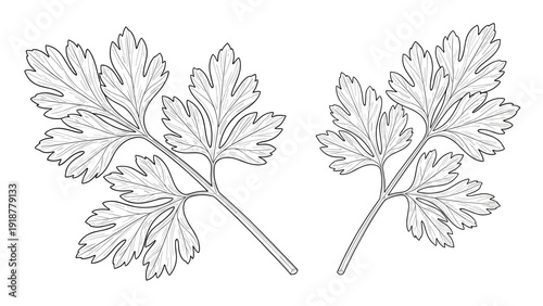 Pair of detailed black and white parsley sprigs showing intricate leaf shapes in a realistic hand-drawn botanical style.