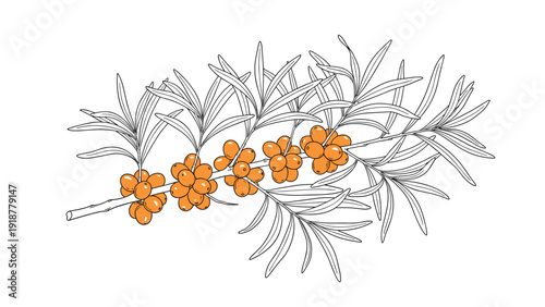 Detailed line drawing of a sea buckthorn branch with clusters of bright orange berries and long narrow leaves.
