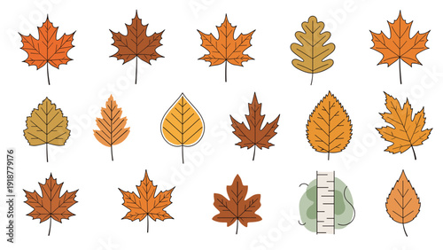 Assortment of autumn leaves in shades of orange and brown alongside a simple birch tree trunk on a white background.