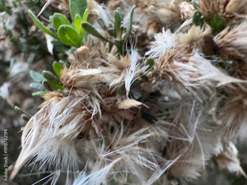 Fotografija Extreme close-up of the delicate, hair-like pappus of a Coyote Brush plant