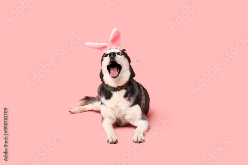 Cute Husky dog with bunny e...