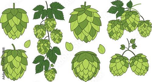 Green hop cones and leaves botanical vector set for beer brewing ingredients with fresh humulus lupulus plant elements collection.