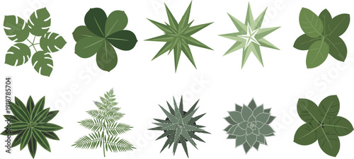 Top view collection of green indoor house plants succulent fern monstera and tropical leaf illustrations for interior design and architectural landscaping