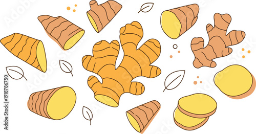 Fresh Ginger Root Vector Illustration Set with Whole, Sliced and Cut Pieces for Organic Food, Herbal Ingredient and Healthy Cooking Design.