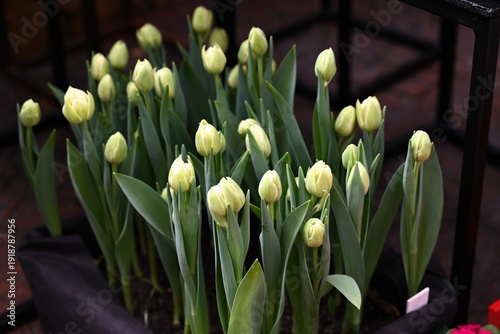 Creative spring garden idea with white tulip bud in black textile box. Blooming plant in pot for home decoration and floral market design project.