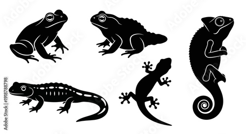 Black Silhouette Illustrations of Frogs Salamanders Lizards and Chameleons.