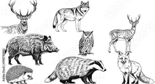 Detailed black and white woodland wildlife vector illustration featuring stag, wolf, owl, boar, deer, hedgehog, badger, fox in natural forest scene